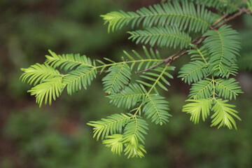 Metasequoia tree branch with leaves