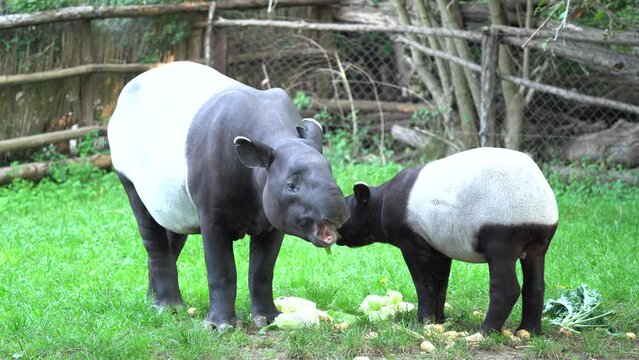 Tapir in the forest. Malayan tapir, Tapirus indicus, mother and young feeding in green vegetation. Cute big animal in the nature habitat, Malaysia in Asia. Tropic wildlife, mammal behaviour. 