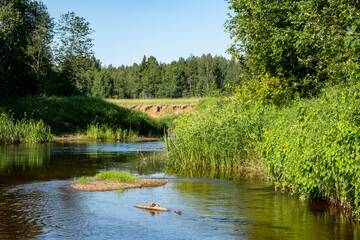 River landscape on summer day