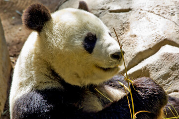 cute giant panda eating bamboo