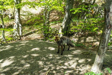 A gray fox with brown eyes in the mountains of Crimea. The Demerji array. May 2021. Russia