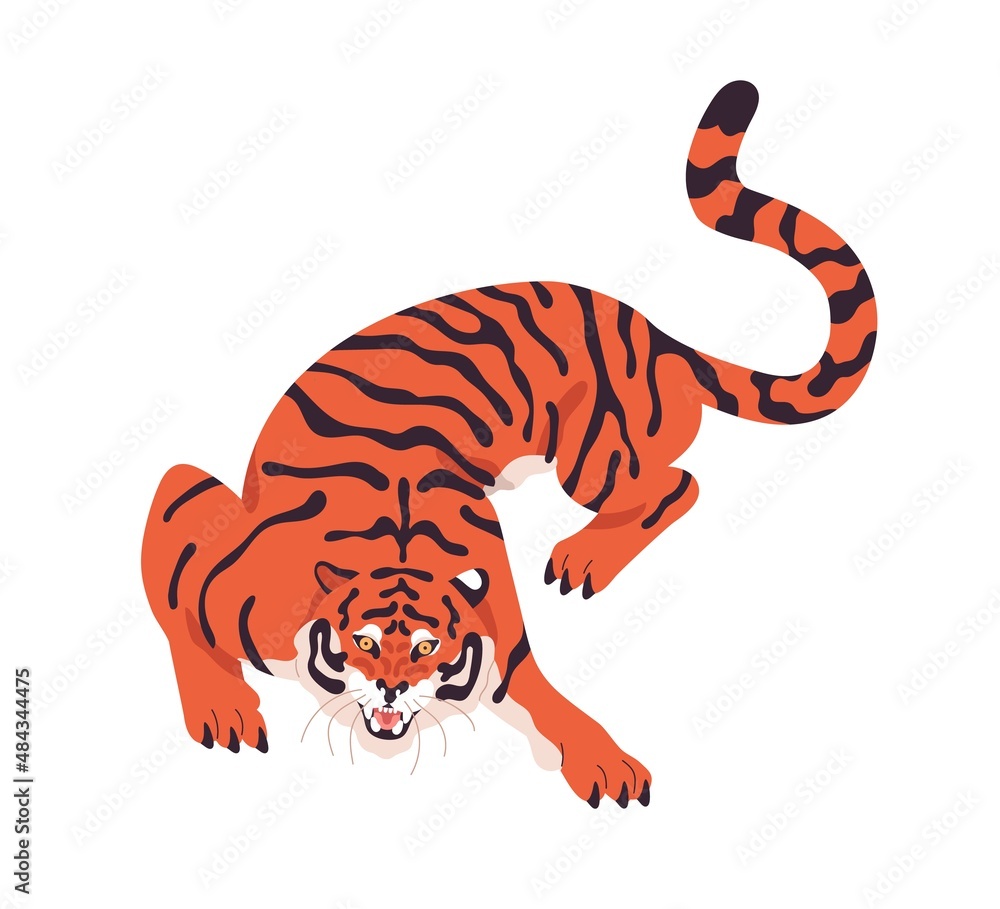 Aufkleber striped amur tiger crawling and roaring. aggressive wild cat crouching. angry predator looking and w