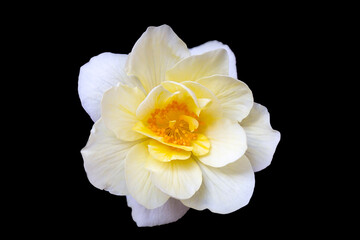 Delicate white-yellow begonia flower, isolate on black background with copy space. Home flowers, hobby. Floral card.