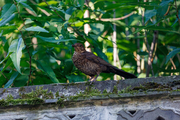 Common blackbird on a stone fence