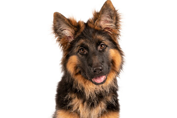 Adorable german shepherd puppy looking straight into camera. Photo is taken in studio with white background.