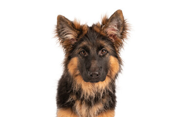 Adorable german shepherd puppy looking straight into camera. Photo is taken in studio with white background.