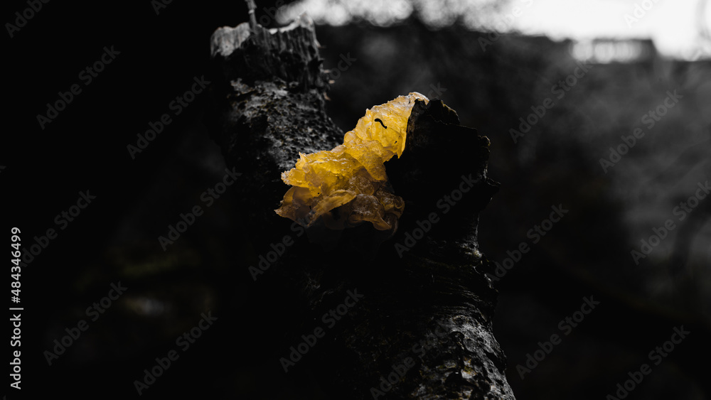 Poster a shallow focus of a kelp on the tree with black and white color effect