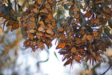 A shallow focus of a group of Monarch Butterfles in the tree with blurred background