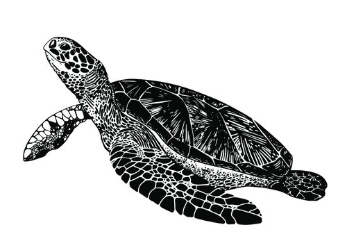 Green Sea Turtle Drawing PNG, Clipart, Animal, Animals, Art, Box Turtle,  Coloring Book Free PNG Download