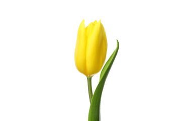 Yellow tulip isolated on white background, close up