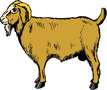 recommend clip art: Goat Vector Illustration