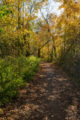 Naklejka premium Footpath with fallen leaves and colourful trees
