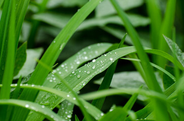 Long Green leaves of a lily covered by dewdrops. Fresh spring foliage background. - obrazy, fototapety, plakaty