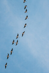 Flock Of Ducks Flying In Sunny Blue Spring Sky During Their Migration In Belarus, Russia.Flock Of Ducks Flying In Sunny Blue Spring Sky During Their Migration In Belarus, Russia.