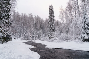 Wintry beautiful white color landscape of running raging river with melted mountain water, washing icy shores of snow-covered coniferous forest on gloomy cold day in wild Nordic winter nature