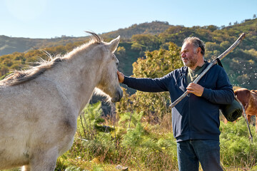 Mature bearded man meeting white horse while hiking in rural pasture. Friendship and relationship...