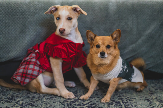 dogs posing for photo in christmas outfits