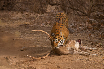 Tiger in the nature habitat. Tiger male walking head on composition. Wildlife scene with danger animal. Hot summer in Rajasthan, India. Dry trees with beautiful indian tiger, Panthera tigris