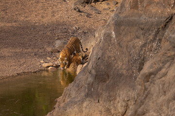 Tiger in the nature habitat. Tiger male walking head on composition. Wildlife scene with danger animal. Hot summer in Rajasthan, India. Dry trees with beautiful indian tiger, Panthera tigris