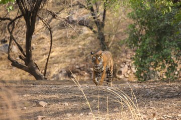Tiger in the nature habitat. Tiger male walking head on composition. Wildlife scene with danger animal. Hot summer in Rajasthan, India. Dry trees with beautiful indian tiger, Panthera tigris