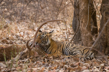 Tiger in the nature habitat. Tiger male walking head on composition. Wildlife scene with danger animal. Hot summer in Rajasthan, India. Dry trees with beautiful indian tiger, Panthera tigris