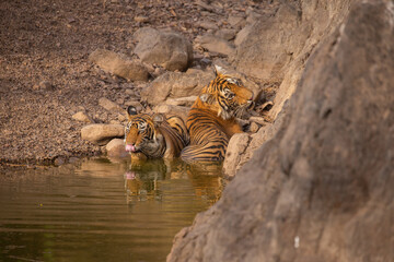 Tiger in the nature habitat. Tiger male walking head on composition. Wildlife scene with danger animal. Hot summer in Rajasthan, India. Dry trees with beautiful indian tiger, Panthera tigris