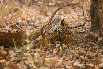 Tiger in the nature habitat. Tiger male walking head on composition. Wildlife scene with danger animal. Hot summer in Rajasthan, India. Dry trees with beautiful indian tiger, Panthera tigris
