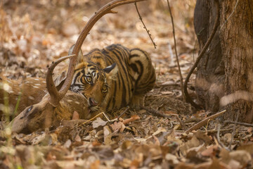 Tiger in the nature habitat. Tiger male walking head on composition. Wildlife scene with danger animal. Hot summer in Rajasthan, India. Dry trees with beautiful indian tiger, Panthera tigris