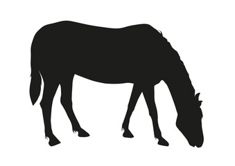 A black silhouette of a grazing horse. Animal horse eats grass