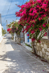 Traditional Cycladitic alley with narrow street, whitewashed houses and a blooming bougainvillea in Antiparos island, Greece.