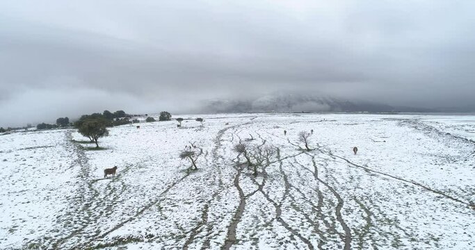 Aerial view of cattle in a field with snow, Sefat, Upper Galilee, Israel.