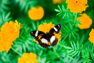 butterfly on a yellow flower