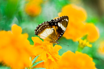 butterfly on a flower