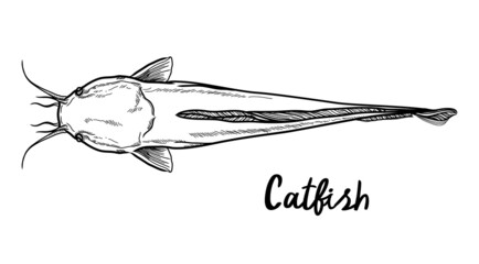 vector black catfish stripes on a white background
