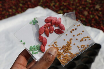 Packets of Eggplant seeds along with bell pepper and pumpkin seeds coated held in the hand