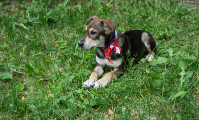 Naklejka na ściany i meble tricolor dog with a bow in summer outdoors