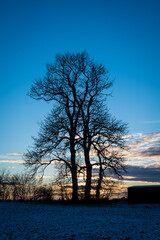 Silhouette of tree in snow covered winter scene during sunset in Skåne (Scania) Sweden