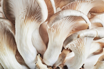 Vegan food mushroom Background.