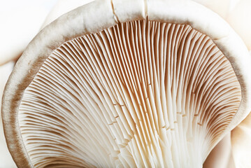 Vegan food mushroom Background.