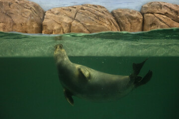 Baikal seal or Nerpa endemic of lake Baikal swims underwater