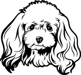 Poodle - Funny Dog, Vector File, Stencil for Tshirt