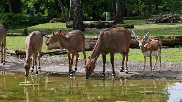 The Indian Blackbuck, Antelope cervicapra or Indian antelope inhabits grassy plains and slightly forested areas. Fast animals, the blackbuck can run at as high as 80 kilometers per hours.