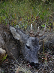 Corzo cazado