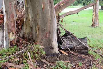 close up of old eucalyptus tree trunk