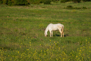 Fototapeta premium White horse meadow. Green spring sunny landscape. Blooming yellow fields. One animal grazes and eats grass. The concept of household, farm, country life. Portrait of a graceful horse without people