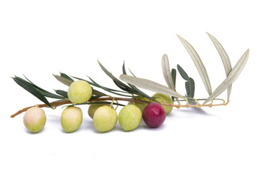 Olive branch with olives isolated