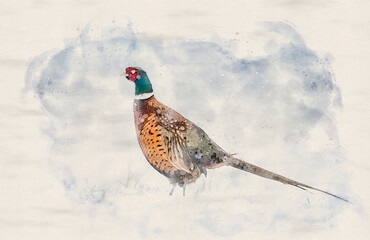 Ringneck Pheasant ( Phasianus colchicus ) male in winter scenery - waterpaint image