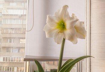 Blooming white hippeastrum (amaryllis) Lemon Star on the window