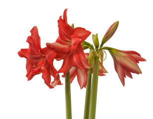 Blooming  pink  hippeastrum (amaryllis) Ballerina on white background isolated
