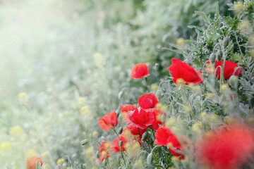  Piękny czerwony kwiat maku, na rozświetlonej promieniami słonecznymi łące.